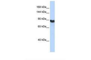 Image no. 1 for anti-Ligase I, DNA, ATP-Dependent (LIG1) (AA 578-627) antibody (ABIN6738928) (LIG1 antibody  (AA 578-627))