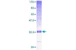 Merlin Protein (AA 1-82) (GST tag)