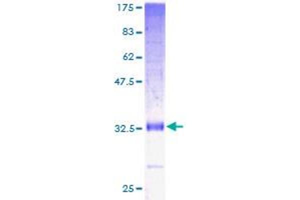 Merlin Protein (AA 1-82) (GST tag)