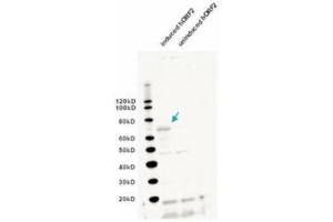 Western blot using  IgY fraction of anti-L1/ORF2 antibody shows detection of induced bacterially expressed human ORF2 (left lane). (L1/ORF2 (Internal Region) antibody)