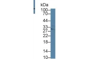 Western Blot; Sample: Mouse Pancreas lysate; Primary Ab: 1µg/ml Rabbit Anti-Mouse MTAP Antibody Second Ab: 0. (MTAP antibody  (AA 6-275))