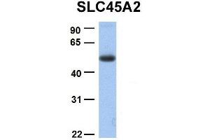 Host:  Rabbit  Target Name:  SLC45A2  Sample Type:  Human Fetal Lung  Antibody Dilution:  1. (SLC45A2 antibody  (C-Term))