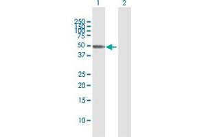 Western Blot analysis of SEPT10 expression in transfected 293T cell line by SEPT10 MaxPab polyclonal antibody.