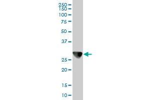 CAPZB antibody  (AA 192-272)