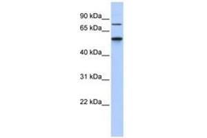 Image no. 1 for anti-Casein Kinase 1, gamma 1 (CSNK1G1) (AA 301-350) antibody (ABIN6740507) (CSNK1G1 antibody  (AA 301-350))