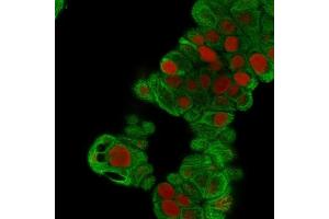 Immunofluorescence Analysis of MeOH-fixed MCF-7 cells. (Cytokeratin 19 antibody)