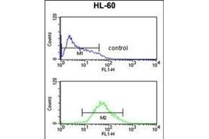 ADCY8 Antibody (Center) (ABIN652804 and ABIN2842527) flow cytometric analysis of HL-60 cells (bottom histogram) compared to a negative control cell (top histogram). (ADCY8 antibody  (AA 946-972))