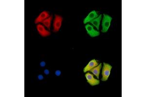 ABIN7096337 and ABIN7100399 staining Hela cells by IF/ICC.