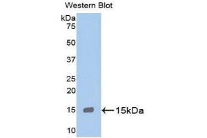 Western Blotting (WB) image for anti-Myeloperoxidase (MPO) (AA 165-278) antibody (ABIN1859875) (Myeloperoxidase antibody  (AA 165-278))