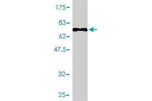 Western Blot detection against Immunogen (72. (TES antibody  (AA 1-421))