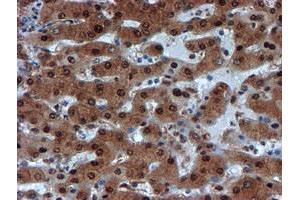 Image no. 1 for anti-Proteasome Subunit alpha 6 (PSMA6) antibody (ABIN1500464) (PSMA6 antibody)