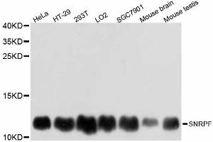 Western blot analysis of extracts of various cell lines, using SNRPF antibody. (SNRPF antibody)