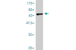 Western Blot detection against Immunogen (55. (Cardiac Troponin T2 antibody  (AA 1-268))