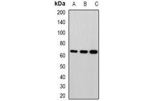 Western blot analysis of MPP2 expression in HepG2 (A), mouse brain (B), rat brain (C) whole cell lysates.