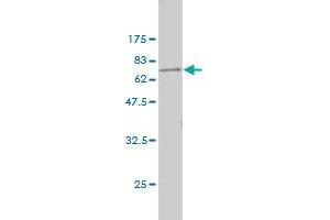 Western Blot detection against Immunogen (64. (Parvin, beta antibody  (AA 1-350))