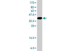 Western Blot detection against Immunogen (38. (TRIO antibody  (AA 1961-2070))