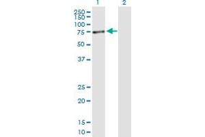 Western Blot analysis of PVRL4 expression in transfected 293T cell line by PVRL4 MaxPab polyclonal antibody. (PVRL4 antibody  (AA 1-510))