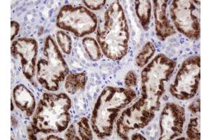 Immunohistochemistry (IHC) image for anti-Amylase, alpha 2B (Pancreatic) (AMY2B) antibody (ABIN2715975) (AMY2B antibody)