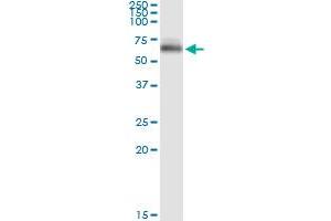 Immunoprecipitation of OCLN transfected lysate using anti-OCLN MaxPab rabbit polyclonal antibody and Protein A Magnetic Bead , and immunoblotted with OCLN purified MaxPab mouse polyclonal antibody (B01P) . (Occludin antibody  (AA 1-522))