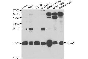 Western blot analysis of extracts of various cell lines, using PRDX5 antibody. (Peroxiredoxin 5 antibody  (AA 53-214))