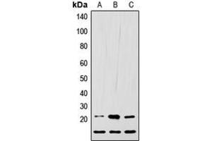Western blot analysis of LIF expression in HEK293T (A), Raw264. (LIF antibody  (C-Term))
