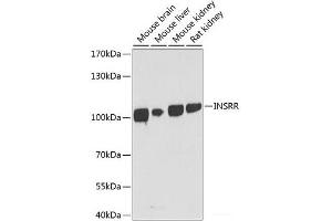 Western blot analysis of extracts of various cell lines using INSRR Polyclonal Antibody at dilution of 1:1000. (INSRR antibody)