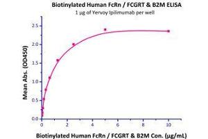 Immobilized Yervoy Ipilimumab (Human IgG1) at 10 μg/mL (100 μL/well) can bind Biotinylated Human FcRn / FCGRT & B2M (Cat# FCM-H82W4 ) with a linear range of 0.
