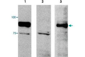 Western blot analysis of extracts from NIH/3T3 (mouse, lane 1), 3Y1E (rat lane 2) and DU145 (human lane 3) cells using FAM129B polyclonal antibody . (MEG3 antibody)