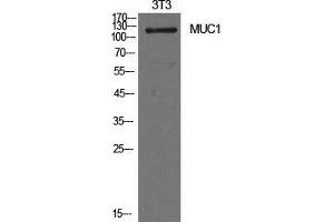 Western Blot (WB) analysis of NIH-3T3 cells using Mucin 1 Polyclonal Antibody. (MUC1 antibody  (Internal Region))