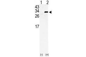 Image no. 1 for anti-Gap Junction Protein, beta 6, 30kDa (GJB6) (AA 95-124), (N-Term) antibody (ABIN357095) (GJB6 antibody  (N-Term))