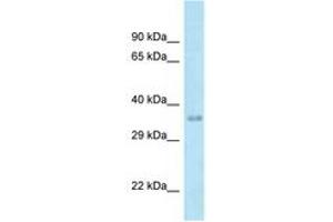 MTFR1 antibody  (AA 199-248)