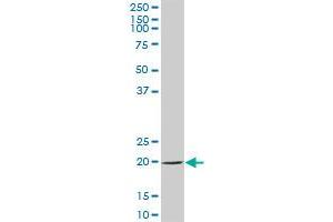 SAT2 MaxPab polyclonal antibody. (SAT2 antibody  (AA 1-170))