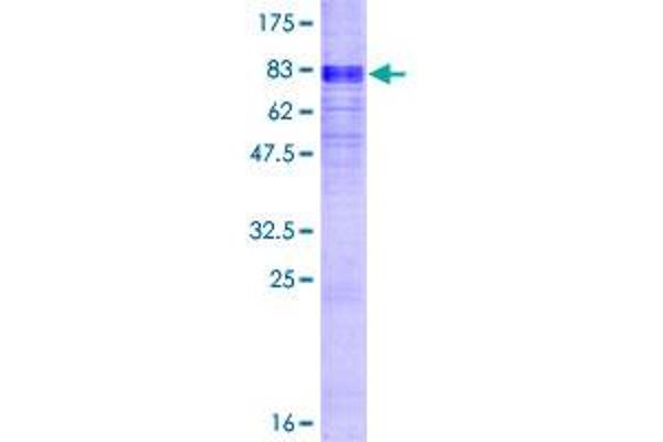 SLC16A1 Protein (AA 1-500) (GST tag)