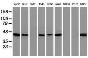 Image no. 4 for anti-ADP-Ribosylation Factor GTPase Activating Protein 1 (ARFGAP1) antibody (ABIN1496684) (ARFGAP1 antibody)