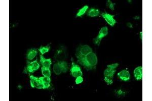 Anti-TFR2 mouse monoclonal antibody (ABIN2455729) immunofluorescent staining of COS7 cells transiently transfected by pCMV6-ENTRY TFR2 (RC220060). (Transferrin Receptor 2 antibody)