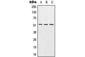 Western blot analysis of EDG6 expression in HEK293T (A), mouse liver (B), H9C2 (C) whole cell lysates. (S1PR4 antibody  (Center))
