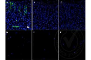 Immunofluorescence (IF) image for anti-Occludin (OCLN) (AA 431-522) antibody (ABIN687337)