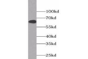 Western blot analysis of HEK-293 cells using COX2 Antibody (1/600 dilution) (COX2 antibody)
