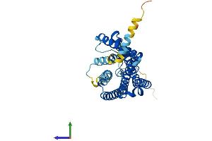 AlphaFold protein structure predicition of Human Recombinant OR52B2 Protein, UniprotID Q96RD2 (OR52B2 Protein (AA 1-323) (His tag))
