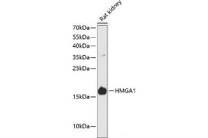 Western blot analysis of extracts of Rat kidney using HMGA1 Polyclonal Antibody at dilution of 1:3000. (HMGA1 antibody)