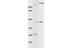 Mouse skeletal muscle lysate probed with Anti GDF8/MSTN Polyclonal Antibody, Unconjugated (ABIN674469) at 1:200 overnight at 4 °C. (MSTN antibody  (AA 281-375))