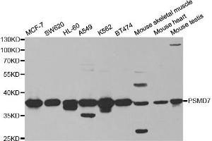Western Blotting (WB) image for anti-Proteasome (Prosome, Macropain) 26S Subunit, Non-ATPase, 7 (PSMD7) antibody (ABIN1876544) (PSMD7 antibody)