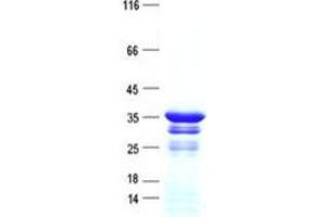 Validation with Western Blot (SIX Homeobox 1 Protein (SIX1) (His tag))