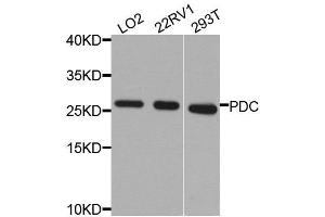 Western blot analysis of extracts of various cell lines, using PDC antibody. (Phosducin antibody  (AA 1-246))