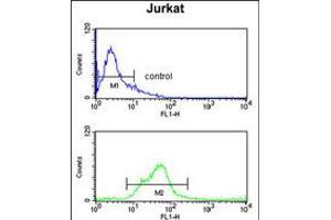 Flow cytometry analysis of Jurkat cells (bottom histogram) compared to a negative control cell (top histogram). (SH2D1B antibody  (AA 65-92))