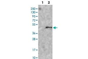 Western blot analysis of HEK293T cell lysate using HS3ST1 polyclonal antibody . (HS3ST1 antibody)