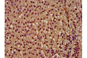 IHC image of ABIN7166863 diluted at 1:300 and staining in paraffin-embedded human adrenal gland tissue performed on a Leica BondTM system.