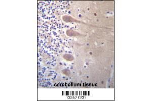 ZNF764 Antibody immunohistochemistry analysis in formalin fixed and paraffin embedded human cerebellum tissue followed by peroxidase conjugation of the secondary antibody and DAB staining. (ZNF764 antibody  (AA 84-113))