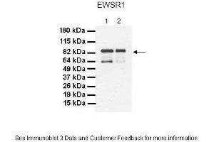 Lanes:   1. (EWSR1 antibody  (Middle Region))