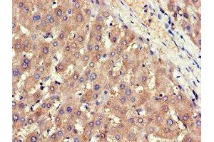 Immunohistochemistry (IHC) image for anti-Adiponectin Receptor 1 (ADIPOR1) (AA 1-63) antibody (ABIN7143426)